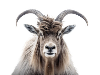a goat with horns standing