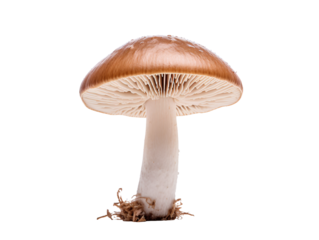 a close up of a mushroom