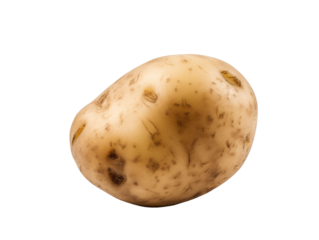 a close up of an owl