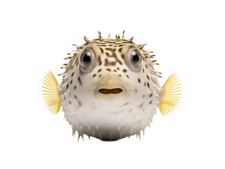 a puffer fish with a puffer head