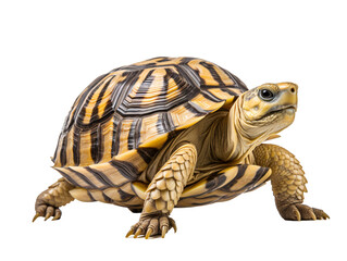 a yellow and black turtle