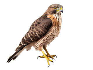 a bird standing on a white background