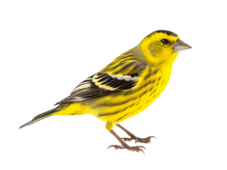 a yellow bird with black stripes