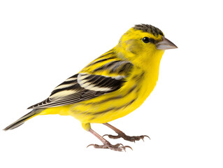Obraz premium a yellow bird with black stripes