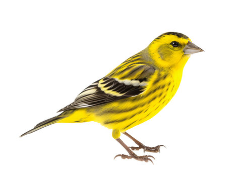 a yellow bird with black stripes