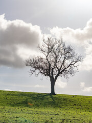 Fototapeta na wymiar Kahle Bäume im Feld zur Winterzeit