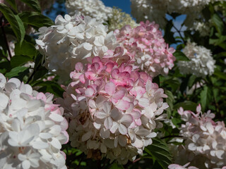 Paniculate hydrangea (Hydrangea paniculata) 'Vanille Fraise' (Renhy) flowering with fluffy, loose, pyramid-shaped creamy-white flower panicles that turn pink