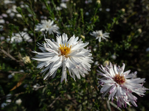 Close-up of the Michaelmas daisy or New York Aster (Aster novi-belgii or Symphyotrichum novi-belgii) 'Belosnezka' flowering with white flowers