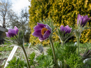 Group of purple spring flowers Pasqueflower (Pulsatilla) with yellow center surrounded with dry leaves appearing in a flower bed in early spring