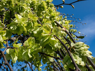 Samara (samarae) of the Wych or Scots elm (Ulmus glabra) on the branches among green leaves in early spring