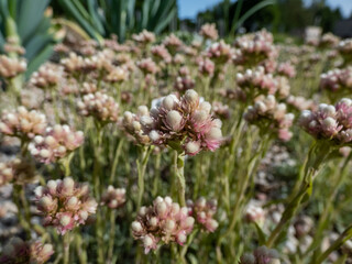 Rosy Pussytoes (Antennaria rosea) flowering with inflorescence of several pink, rosy flower heads...