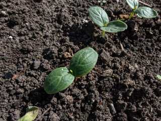 Small plants of cucumber (Cucumis sativus) with first green leaves growing in soil in garden. Gardening concept