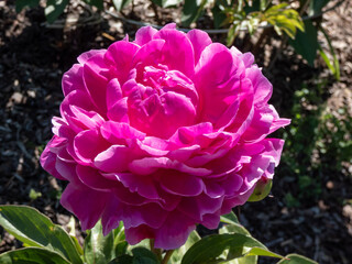Obraz premium Close-up shot of the Peony (paeonia lactiflora) 'President Wilson' with large, divided leaves and showy large bowl-shaped, pink flowers