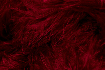 red litle feather macro foto