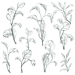 Set of hand-drawn plants and leaves. Realistic detailed sketch vector botanical illustrations