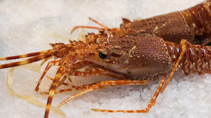 Raw fresh Panulirus cygnus, spiny lobster on a counter at a market in Italy