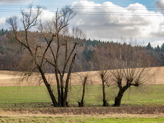 Kahle Bäume im Feld zur Winterzeit