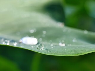 water, leaf, drop, dew, nature, rain, grass, plant, drops, macro, wet, droplet, spring, environment, summer, leaves, raindrop, closeup, fresh, flora, morning, garden, green, growth, freshness