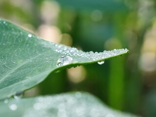 water, leaf, drop, dew, nature, rain, grass, plant, drops, macro, wet, droplet, spring, environment, summer, leaves, raindrop, closeup, fresh, flora, morning, garden, green, growth, freshness