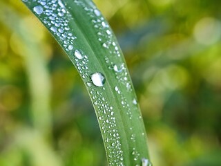 water, leaf, drop, dew, nature, rain, grass, plant, drops, macro, wet, droplet, spring, environment, summer, leaves, raindrop, closeup, fresh, flora, morning, garden, green, growth, freshness