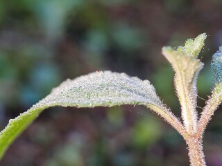 water, leaf, drop, dew, nature, rain, grass, plant, drops, macro, wet, droplet, spring, environment, summer, leaves, raindrop, closeup, fresh, flora, morning, garden, green, growth, freshness