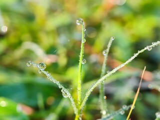 water, leaf, drop, dew, nature, rain, grass, plant, drops, macro, wet, droplet, spring, environment, summer, leaves, raindrop, closeup, fresh, flora, morning, garden, green, growth, freshness