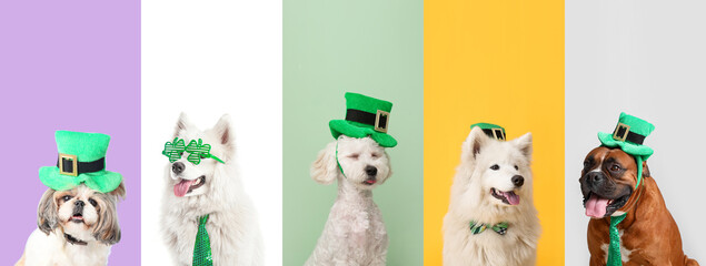 Collage of different dogs on color background. St. Patrick's Day celebration - obrazy, fototapety, plakaty
