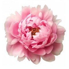 Vibrant pink peony flower in full bloom