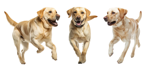 Collection of different positions of Labrador Retriever over isolated transparent background