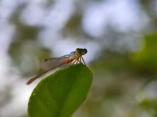 insect, nature, dragonfly, macro, green, bug, animal, leaf, fly, wildlife, grasshopper, closeup, wings, grass, wing, summer, butterfly, fauna, plant, wild, dragon, black, spider, flower