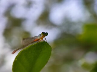 insect, nature, dragonfly, macro, green, bug, animal, leaf, fly, wildlife, grasshopper, closeup, wings, grass, wing, summer, butterfly, fauna, plant, wild, dragon, black, spider, flower