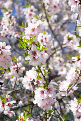 Almond tree blooming with pink white beautiful flowers. Tenerife, Canary Islands, Spain. - 719699292