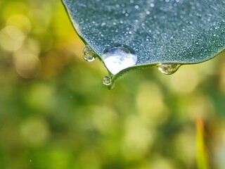 water, leaf, drop, dew, nature, rain, grass, plant, drops, macro, wet, droplet, spring, environment, summer, leaves, raindrop, closeup, fresh, flora, morning, garden, green, growth, freshness