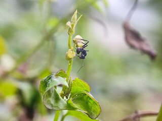 insect, nature, leaf, macro, bug, animal, beetle, closeup, wildlife, insects, spider, fly, plant, close-up, ant, wild, brown, flower, small, black, fauna, grass, summer, animals, cricket