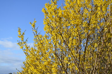 Yellow flowers Forsythia Blooming in spring time in Scotland, UK