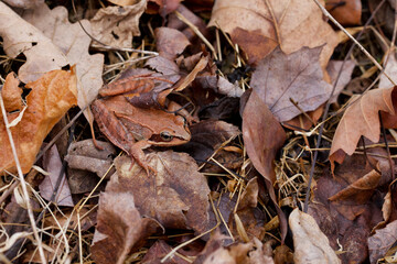 Wood Frog exhibiting excellent camouflage as it hides in plain sight in the leaf litter of the forest floor, Lithobates sylvaticus a.k.a. Rana sylvatica	