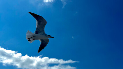 Seagull Flying Against Clear Blue Sky