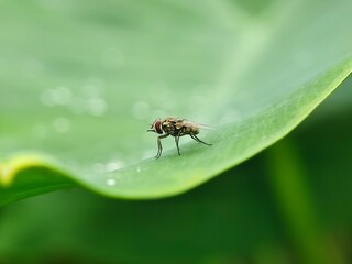 insect, nature, leaf, macro, bug, animal, beetle, closeup, wildlife, insects, spider, fly, plant, close-up, ant, wild, brown, flower, small, black, fauna, grass, summer, animals, cricket