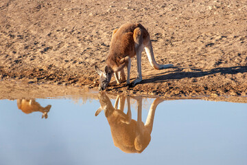 Red kangaroos drinking from a waterhole in Sturt National park , New South Wales, Australia.