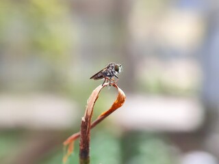 insect, dragonfly, macro, nature, bug, animal, green, fly, leaf, wildlife, closeup, wing, wings, summer, beautiful, wild, grasshopper, plant, grass, fauna, damselfly, beauty, dragon, close-up, red