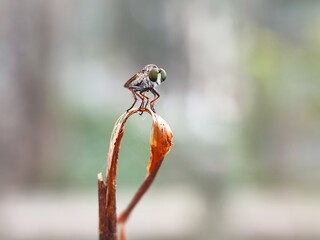 insect, dragonfly, macro, nature, bug, animal, green, fly, leaf, wildlife, closeup, wing, wings,...