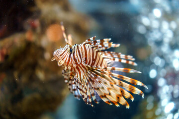 Lionfish with Extended Pectoral Fins Amidst Rocky Depths