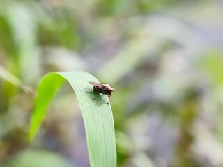 insect, nature, leaf, macro, bug, animal, beetle, closeup, wildlife, insects, spider, fly, plant, close-up, ant, wild, brown, flower, small, black, fauna, grass, summer, animals, cricket