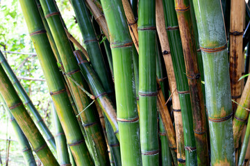 Fototapeta premium Fresh green bamboo tree in the garden