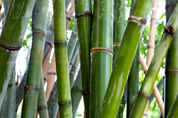 Obraz premium Fresh green bamboo tree in the garden