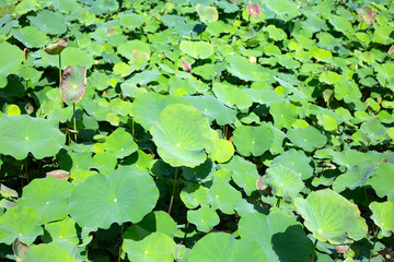 Beautiful green leaves of lotus flower in pond
