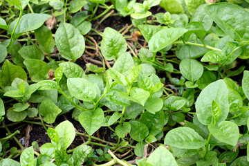 Ceylon spinach or basella rubra linn