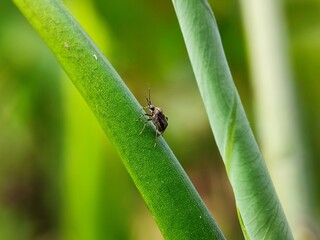 insect, beetle, bug, macro, nature, leaf, fly, animal, close-up, colorado, closeup, potato, summer, bee, pest, plant, animals, black, insects, wildlife, small, detail, close, garden, wing