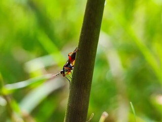 insect, beetle, bug, macro, nature, leaf, fly, animal, close-up, colorado, closeup, potato, summer, bee, pest, plant, animals, black, insects, wildlife, small, detail, close, garden, wing