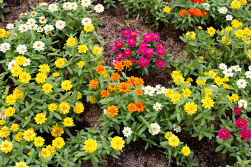 Zinnia flower in the garden